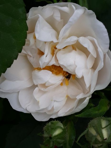  - Rose 2019