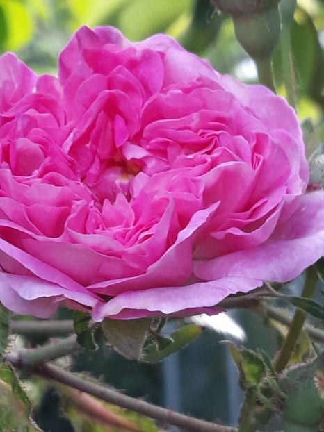  - Rose 2019