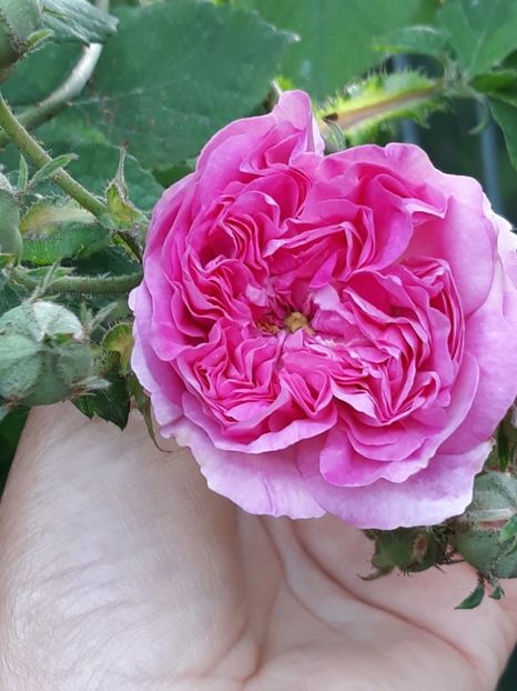 - Rose 2019