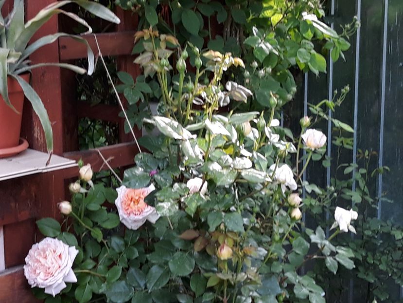  - Rose 2019