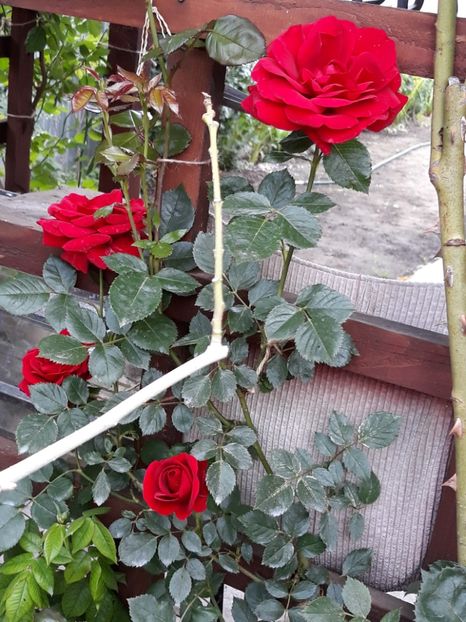  - Rose 2019