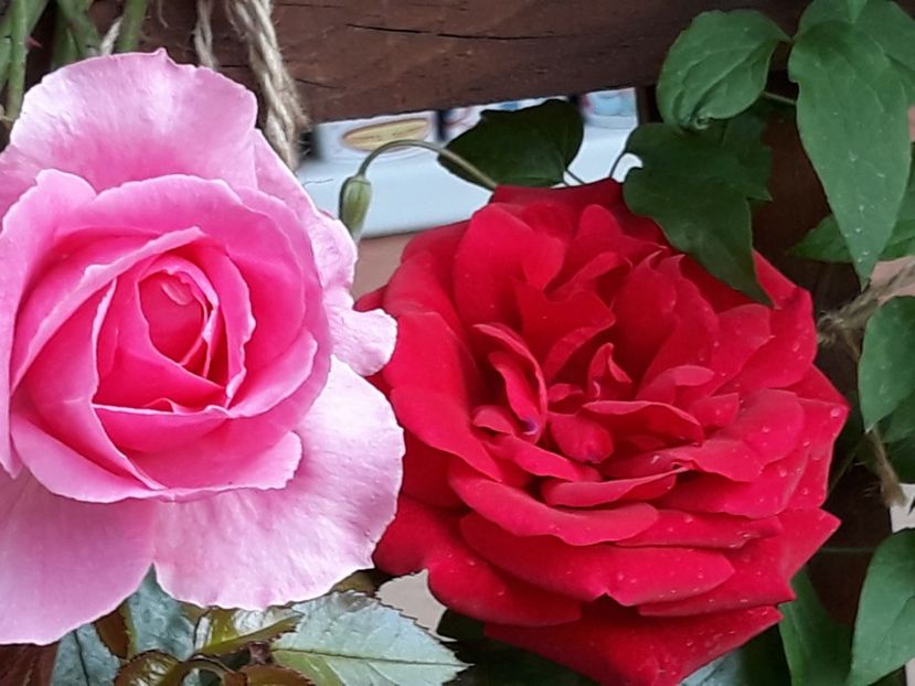  - Rose 2019