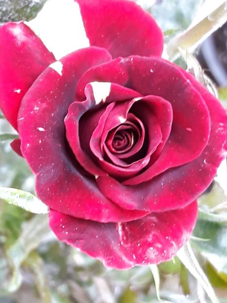  - Rose 2019