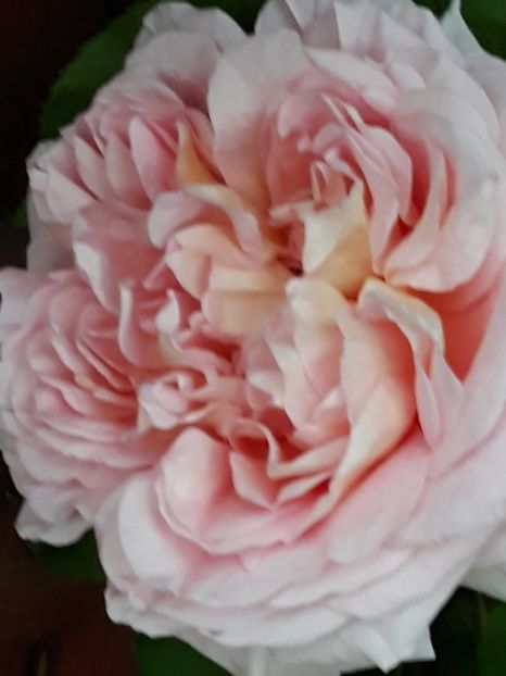  - Rose 2019