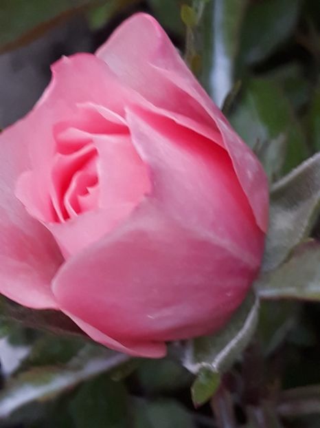  - Rose 2019