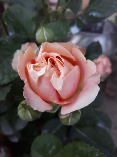  - Rose 2019