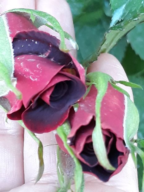  - Rose 2019