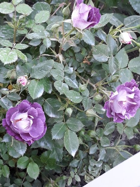  - Rose 2019