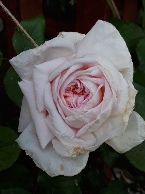  - Rose 2019
