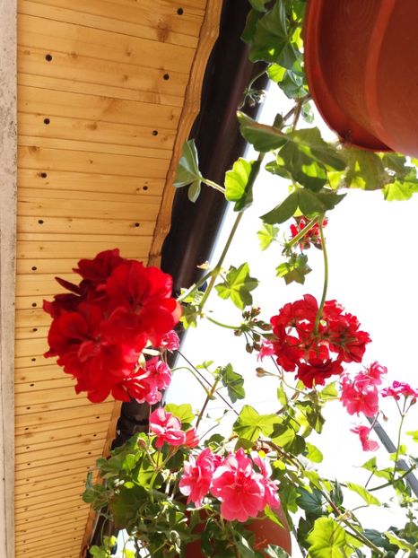 Muscate curgatoare1 - MUSCATE SI PELARGONII