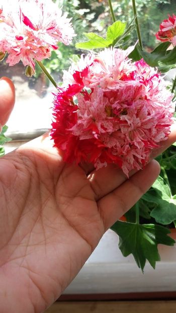 Richard Hodgson1 - Muscate de colectie