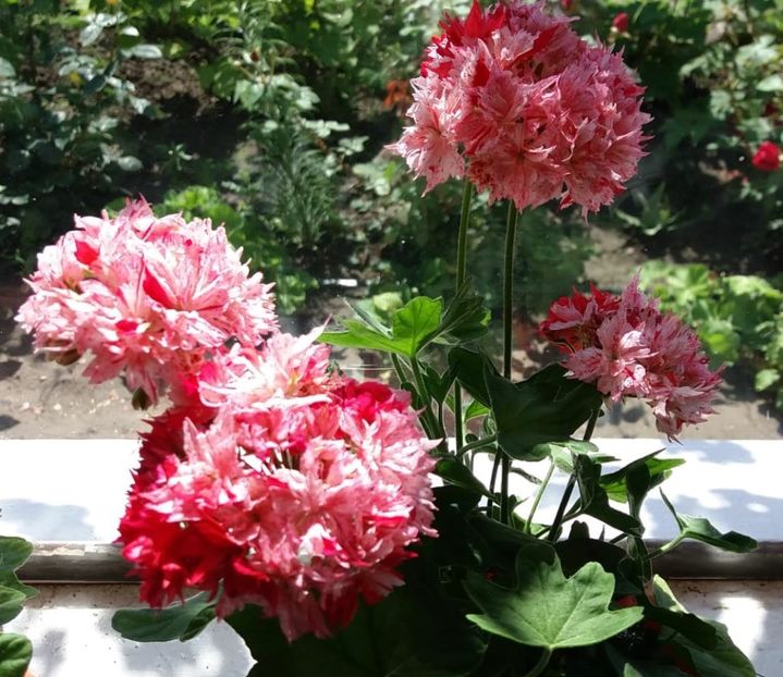 Richard Hodgson3 - Muscate de colectie