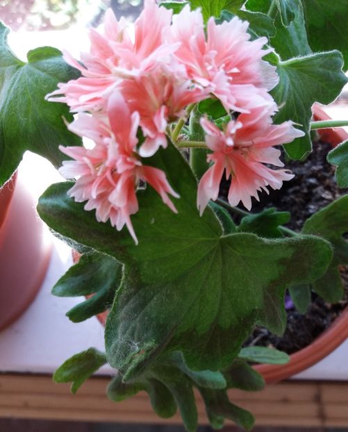 Zoe Kathleen - Muscate de colectie