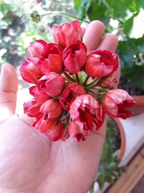  - Muscate de colectie