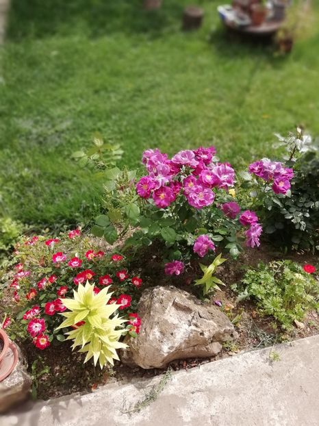 2019-20.05 - gradina 2019