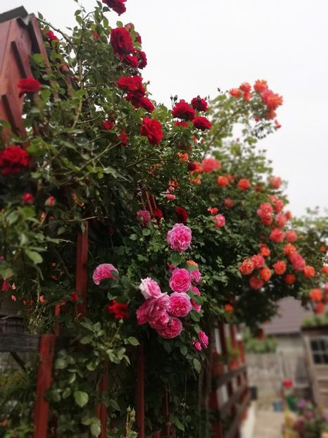 2019-20.05 - gradina 2019
