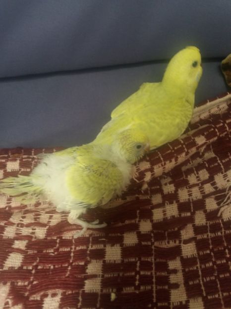  - Perusi si Cantatori