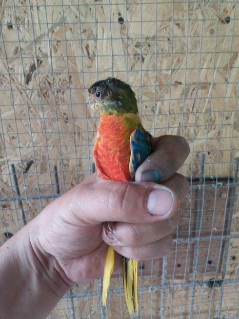  - Perusi si Cantatori