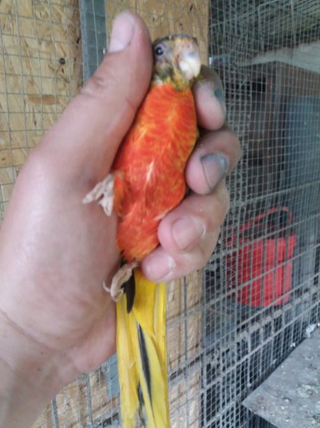  - Perusi si Cantatori