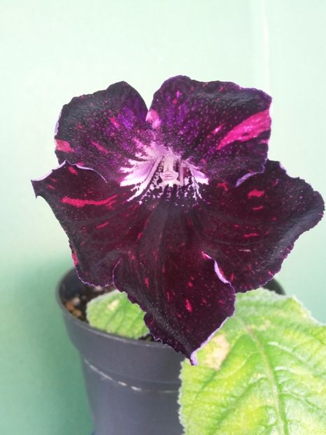 DS-Night Lights (20-05-2019) - Streptocarpusi 2019