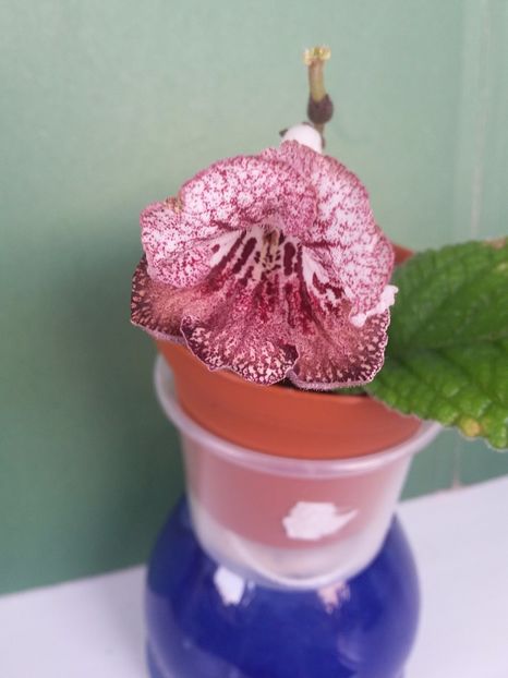 UA-1599 - Streptocarpusi 2019