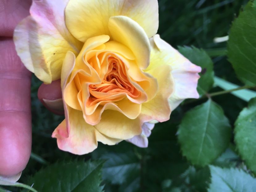 Gartenspass - Trandafiri 2019