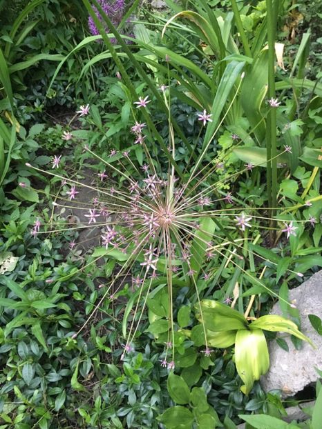 Schuberti - Allium ceapa decorativa