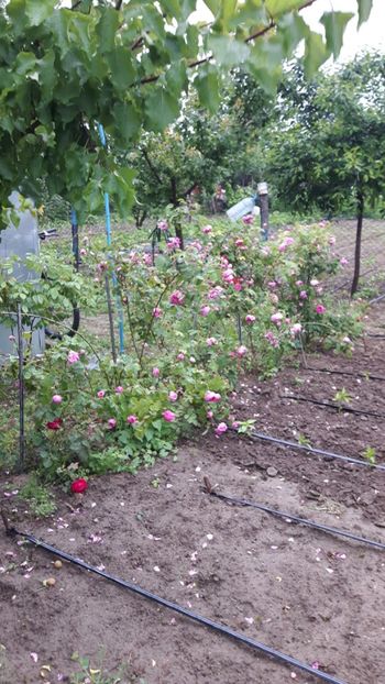  - Trandafiri de dulceata