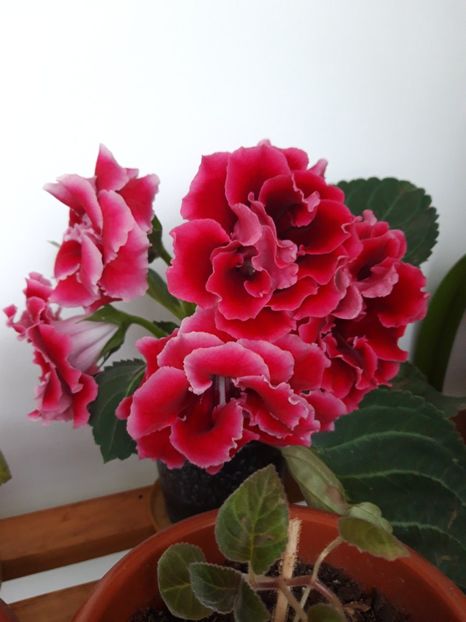  - gloxinii_2019