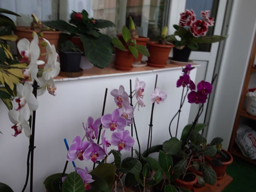  - Frumoasele mele orhidee