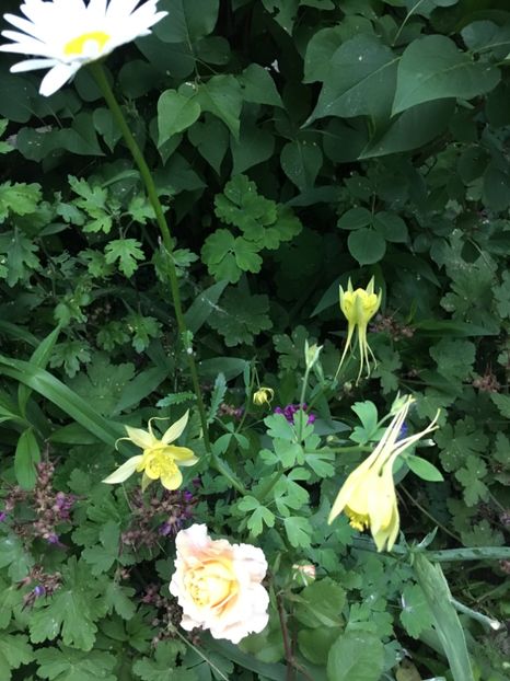 8830E5C8-F858-401B-A665-28139C85B990 - Caldaruse 2019