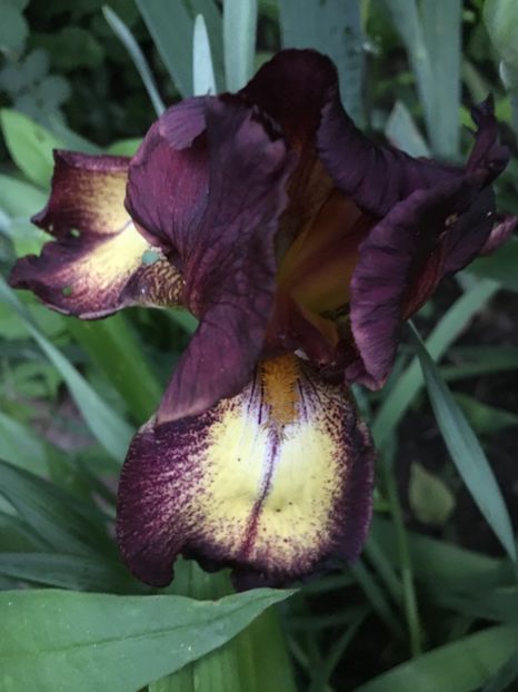 provencal - Iriși 2019 2024