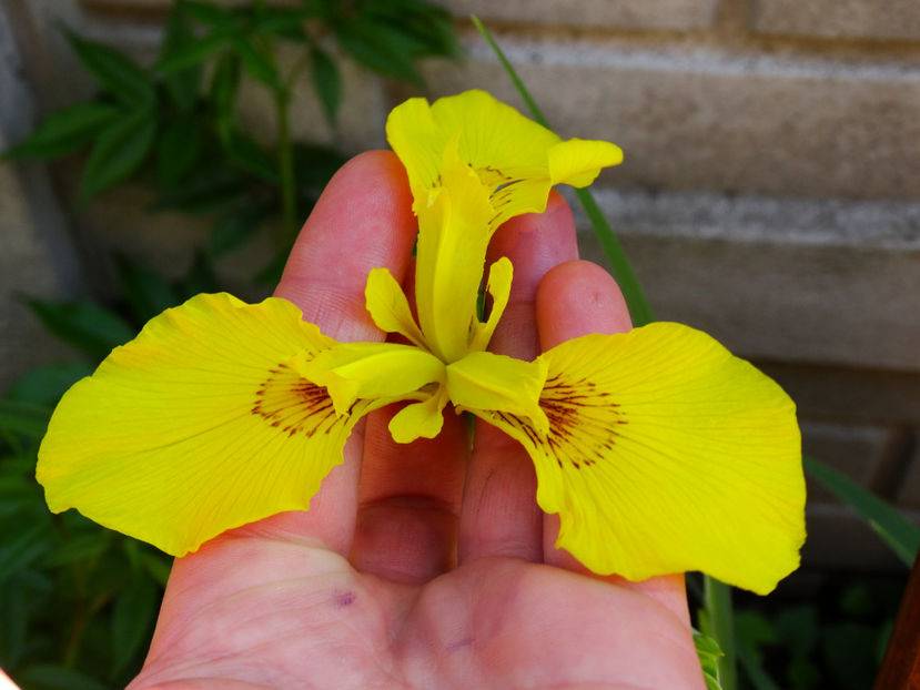  - IRISI GERMANICA