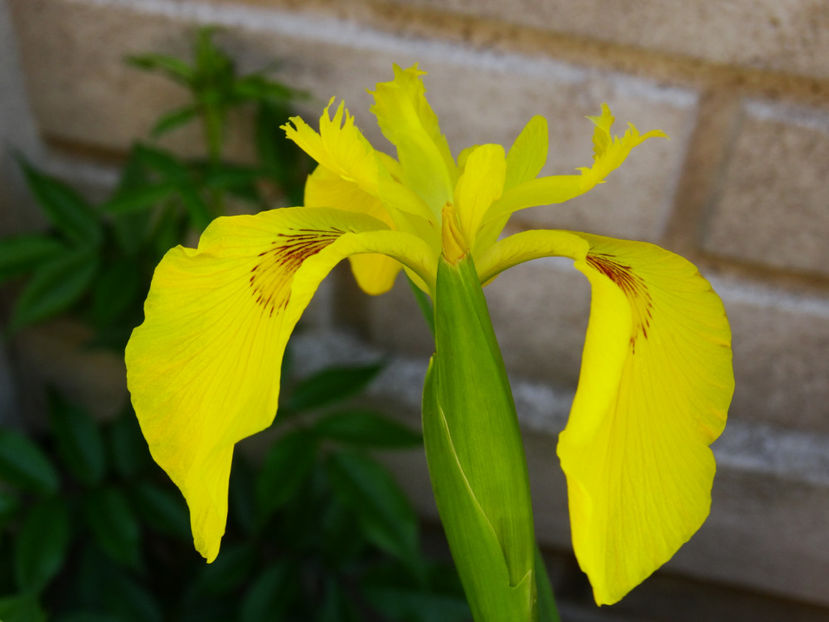  - IRISI GERMANICA