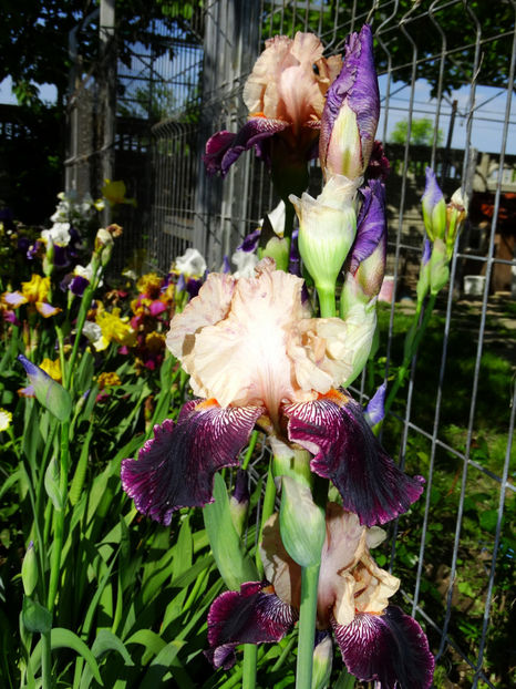  - IRISI GERMANICA