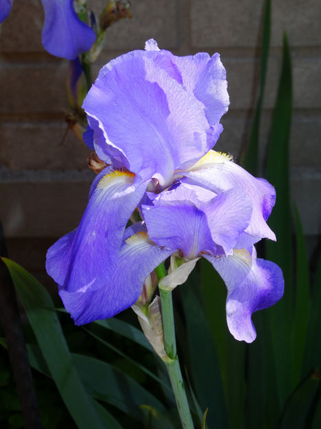  - IRISI GERMANICA