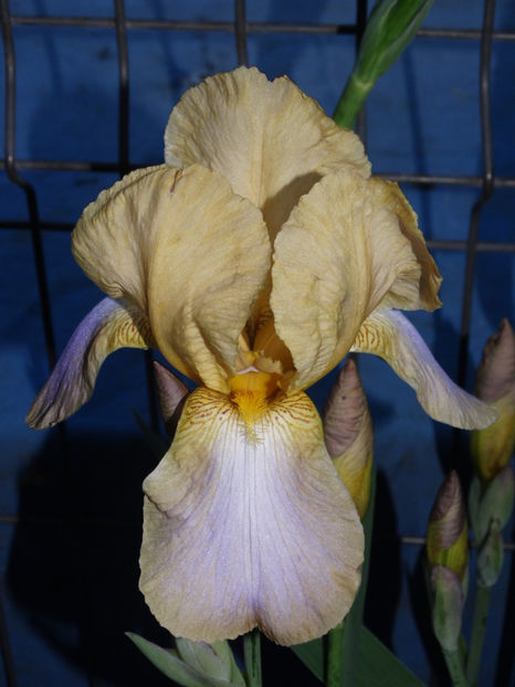  - IRISI GERMANICA