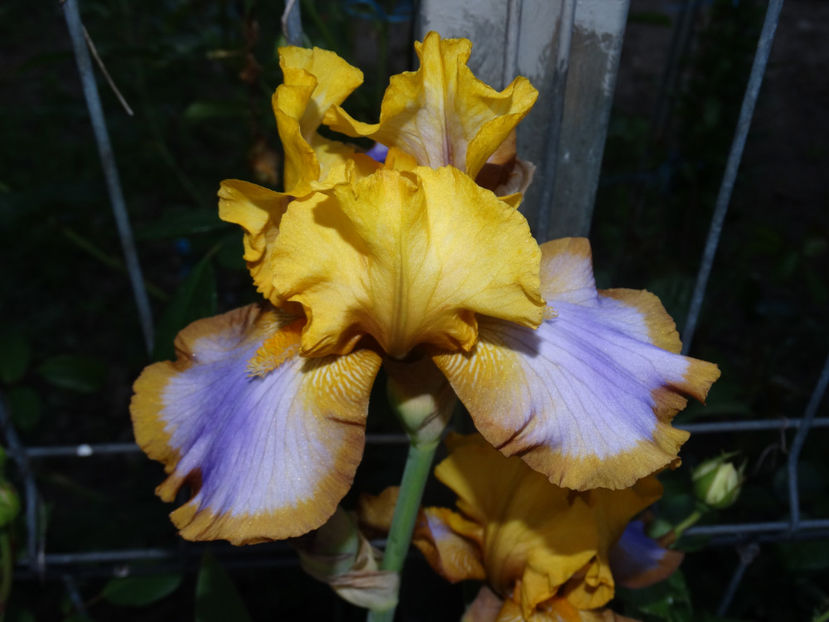  - IRISI GERMANICA