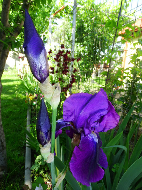  - IRISI GERMANICA