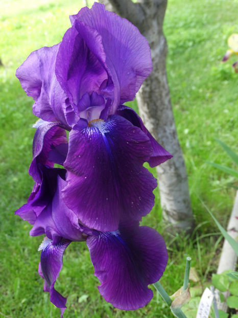  - IRISI GERMANICA
