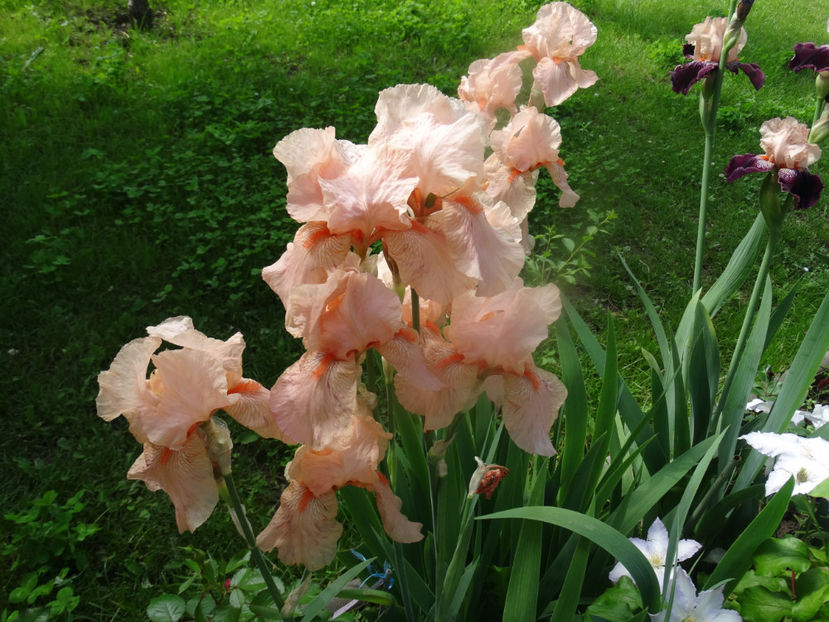  - IRISI GERMANICA