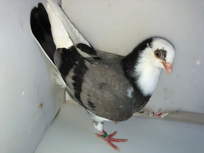 6831  femelă  2019 - Plecați ALBUM 2