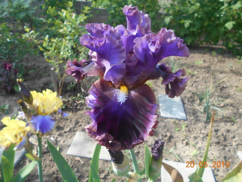 Electric Candy - 2Irisi 2019