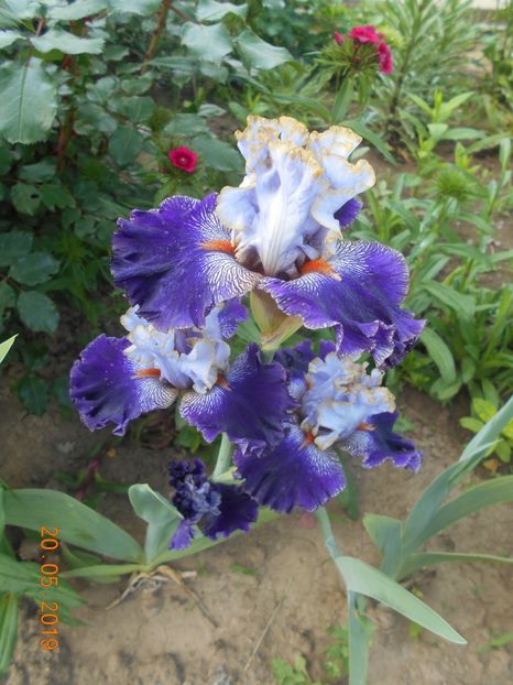 Bratislavan Prince - 2Irisi 2019