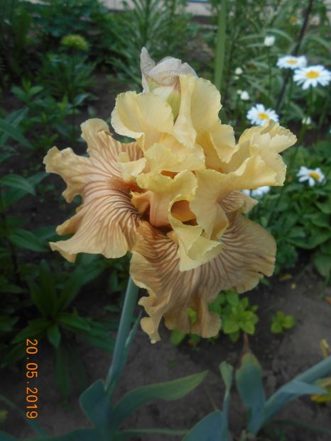 Just Crazy - 2Irisi 2019