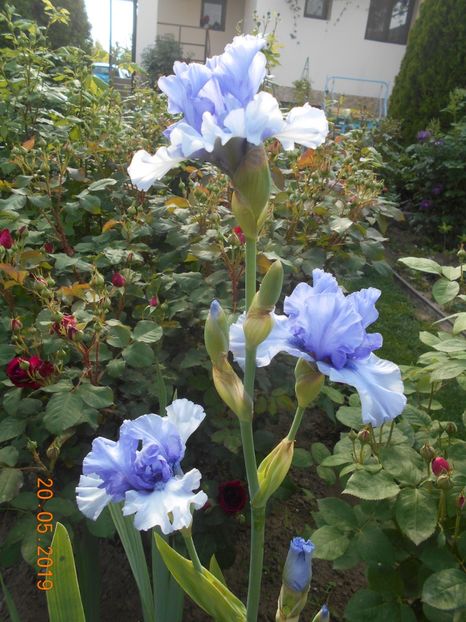 Tokatee Falss - 2Irisi 2019