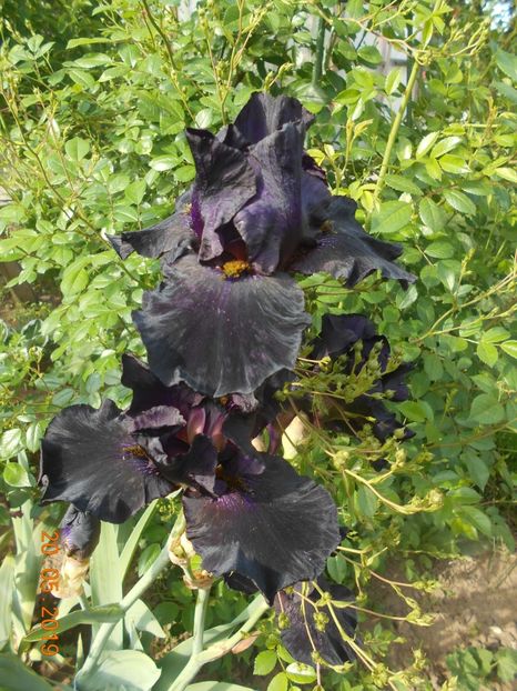 Old Black Magic - 2Irisi 2019