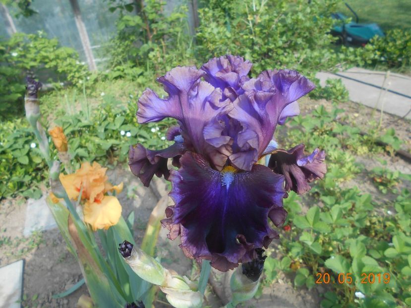 Electric Candy - 2Irisi 2019