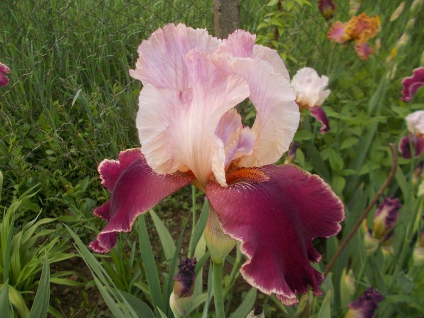  - Irisi -2019 Barbata Elatior si intermedia