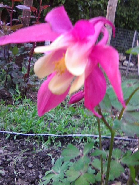 Photo0796 - Caldaruse 2019